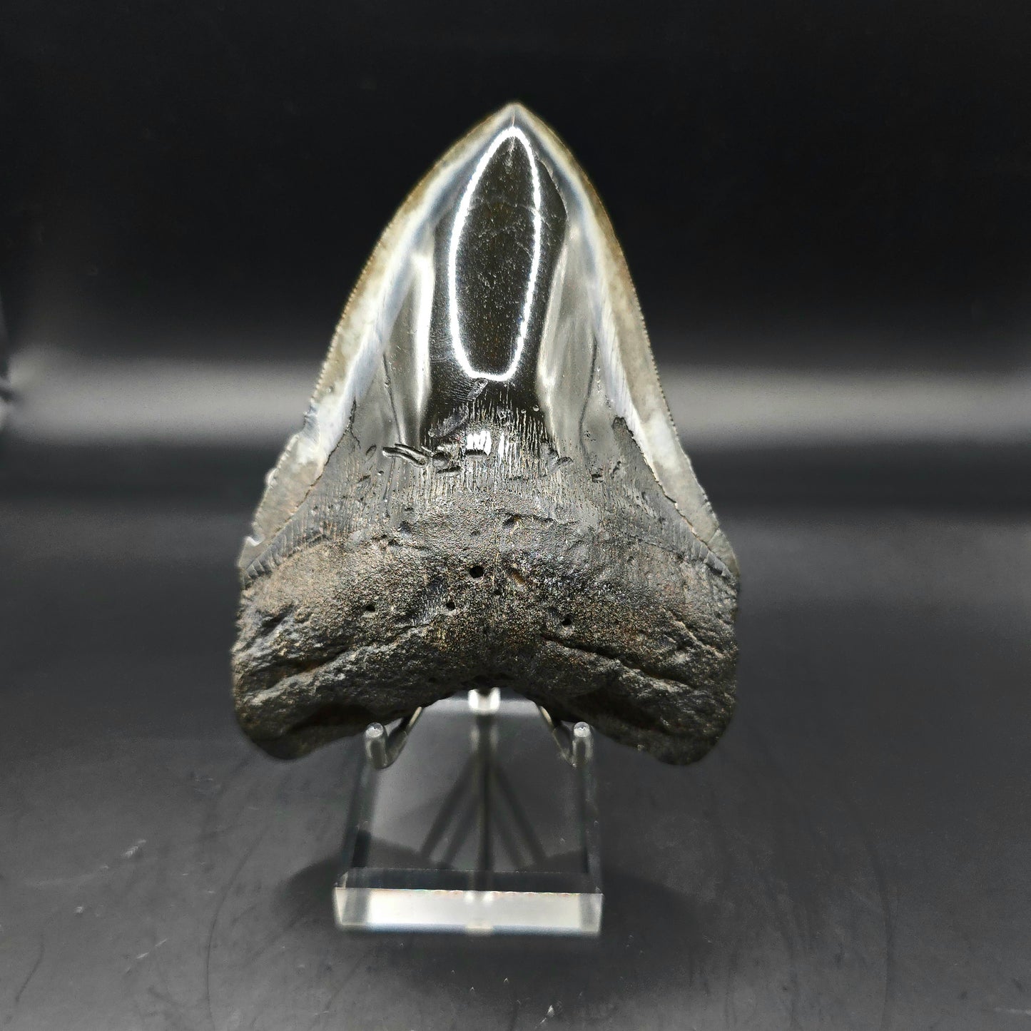 Megalodon tooth from South Carolina