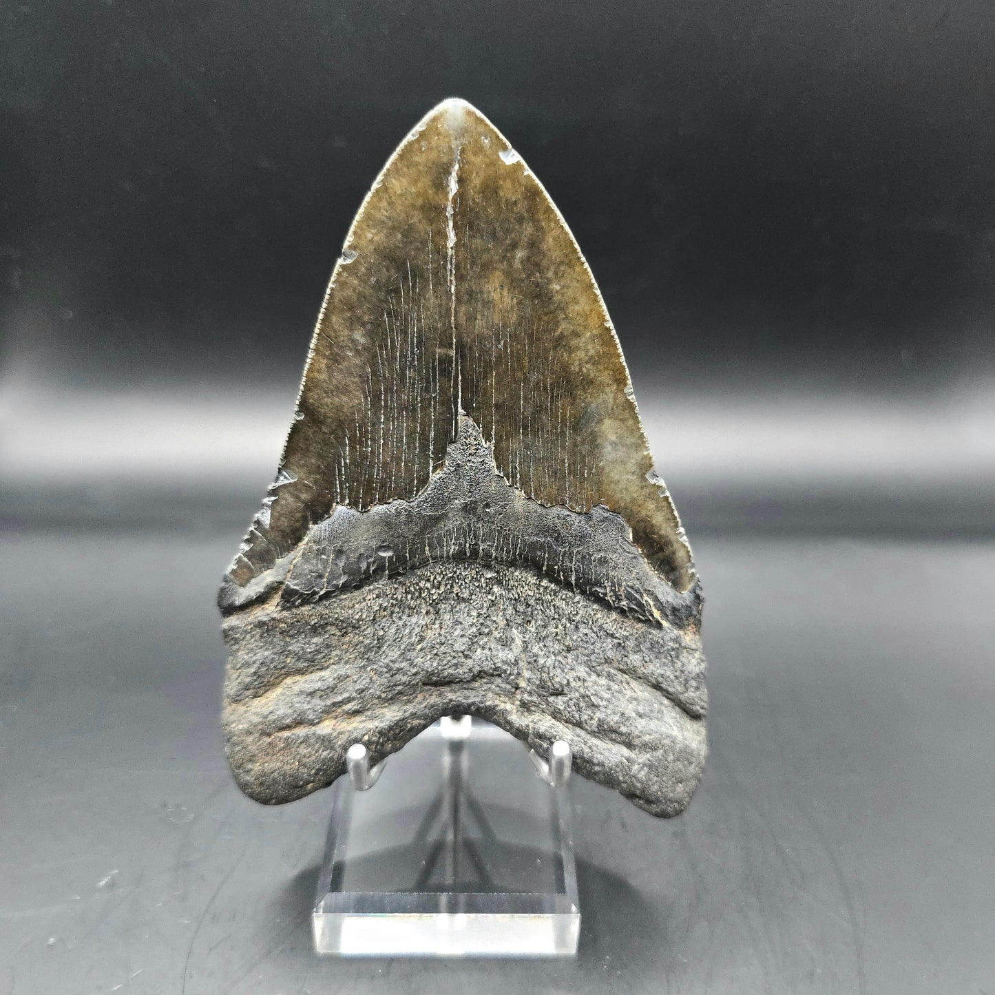 Megalodon tooth from South Carolina
