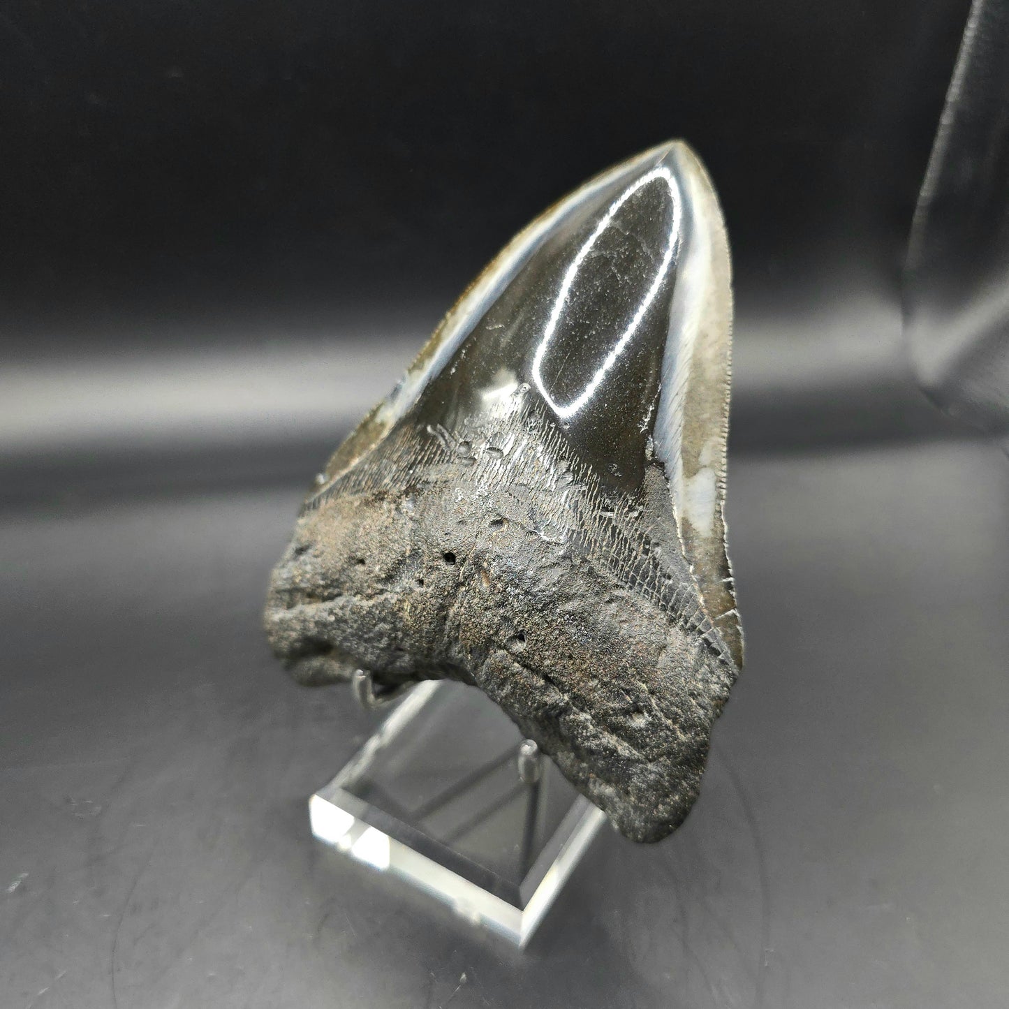 Megalodon tooth from South Carolina
