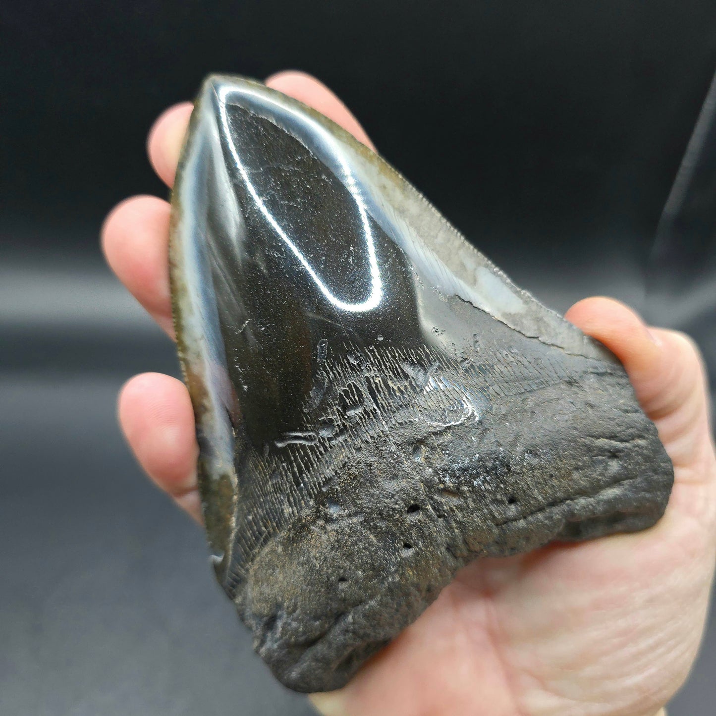Megalodon tooth from South Carolina
