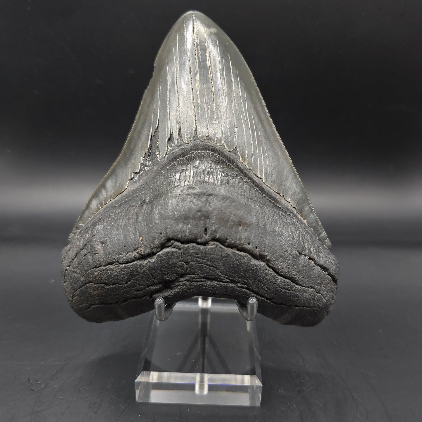 Megalodon tooth from South Carolina