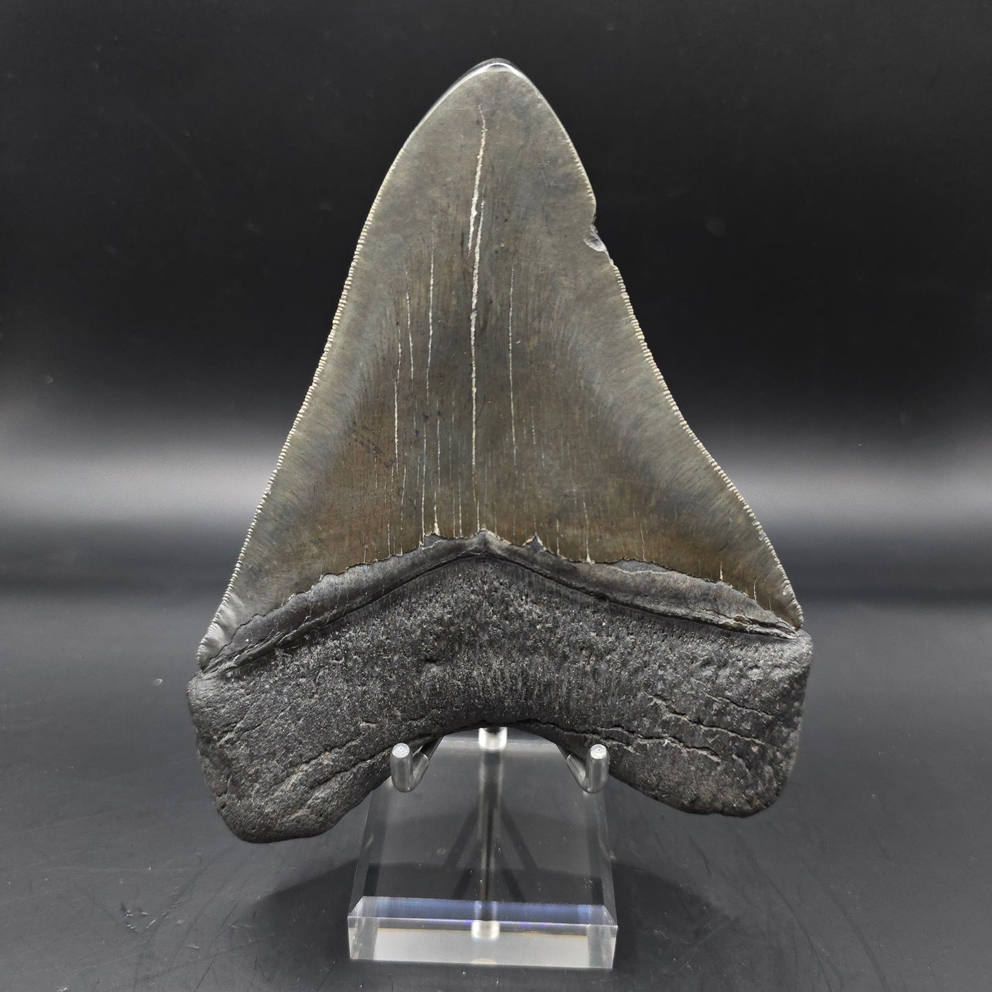 Megalodon tooth from South Carolina