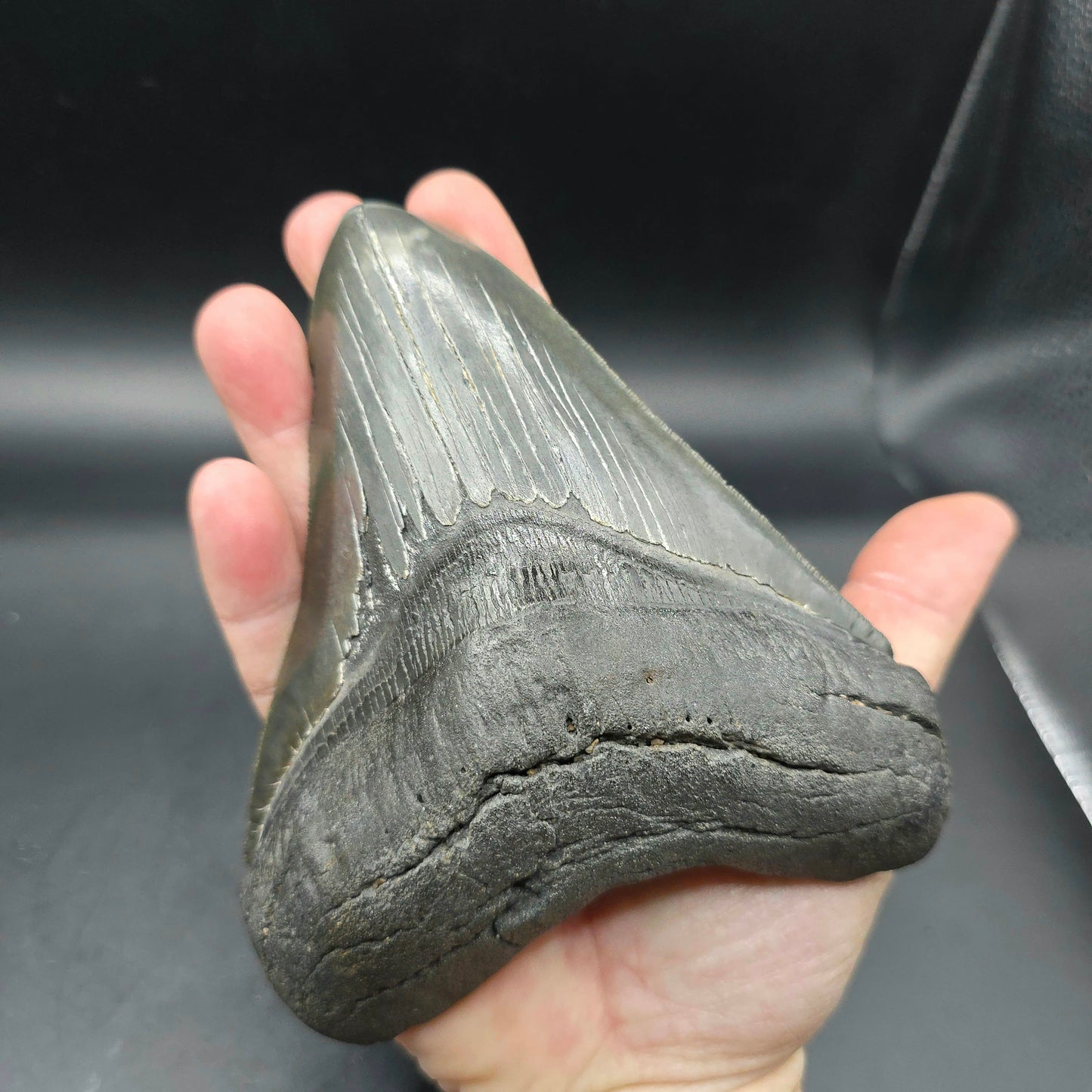 Megalodon tooth from South Carolina
