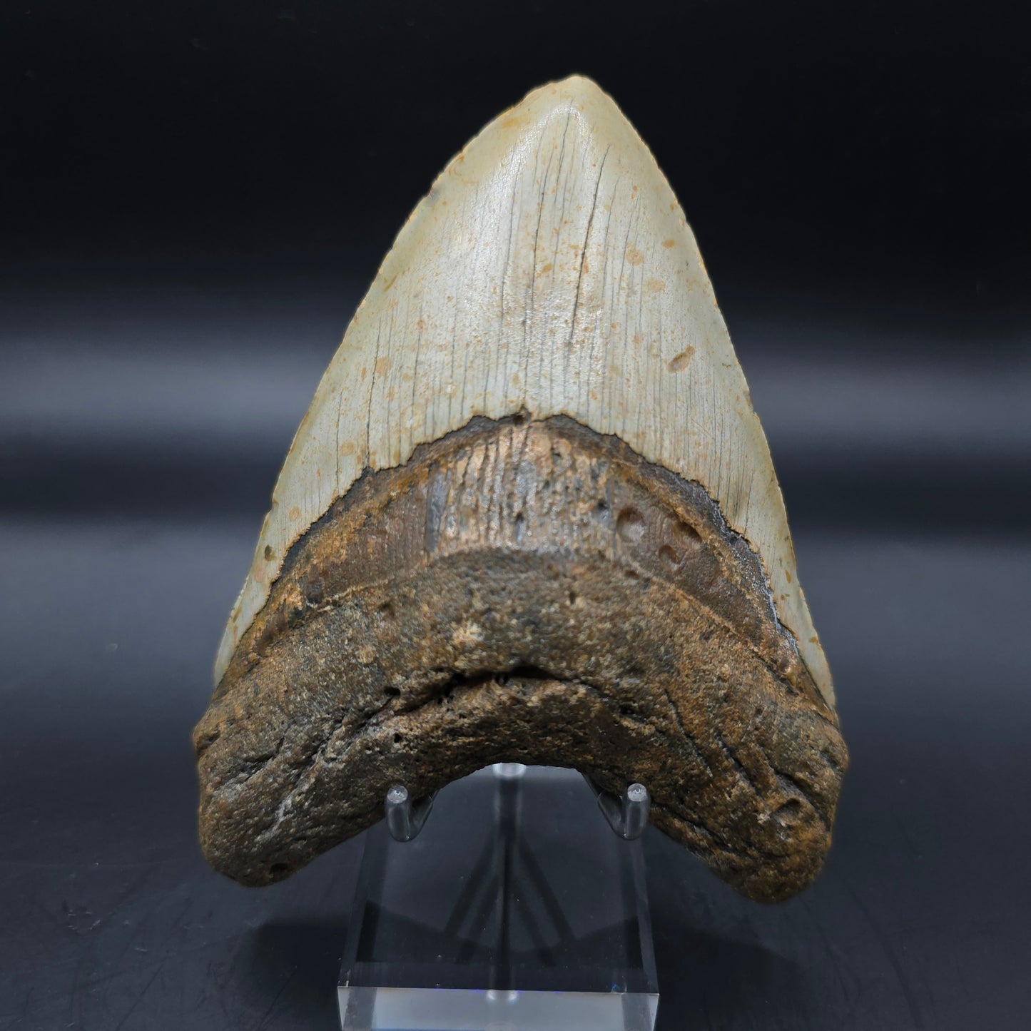 Megalodon tooth from South Carolina