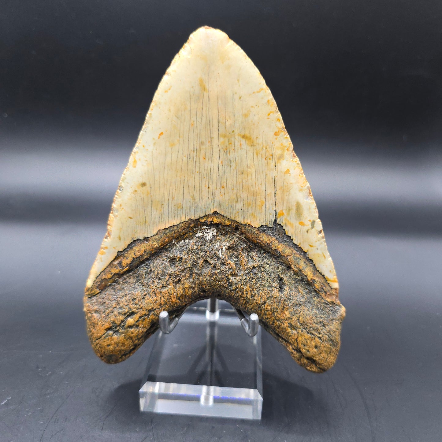 Megalodon tooth from South Carolina
