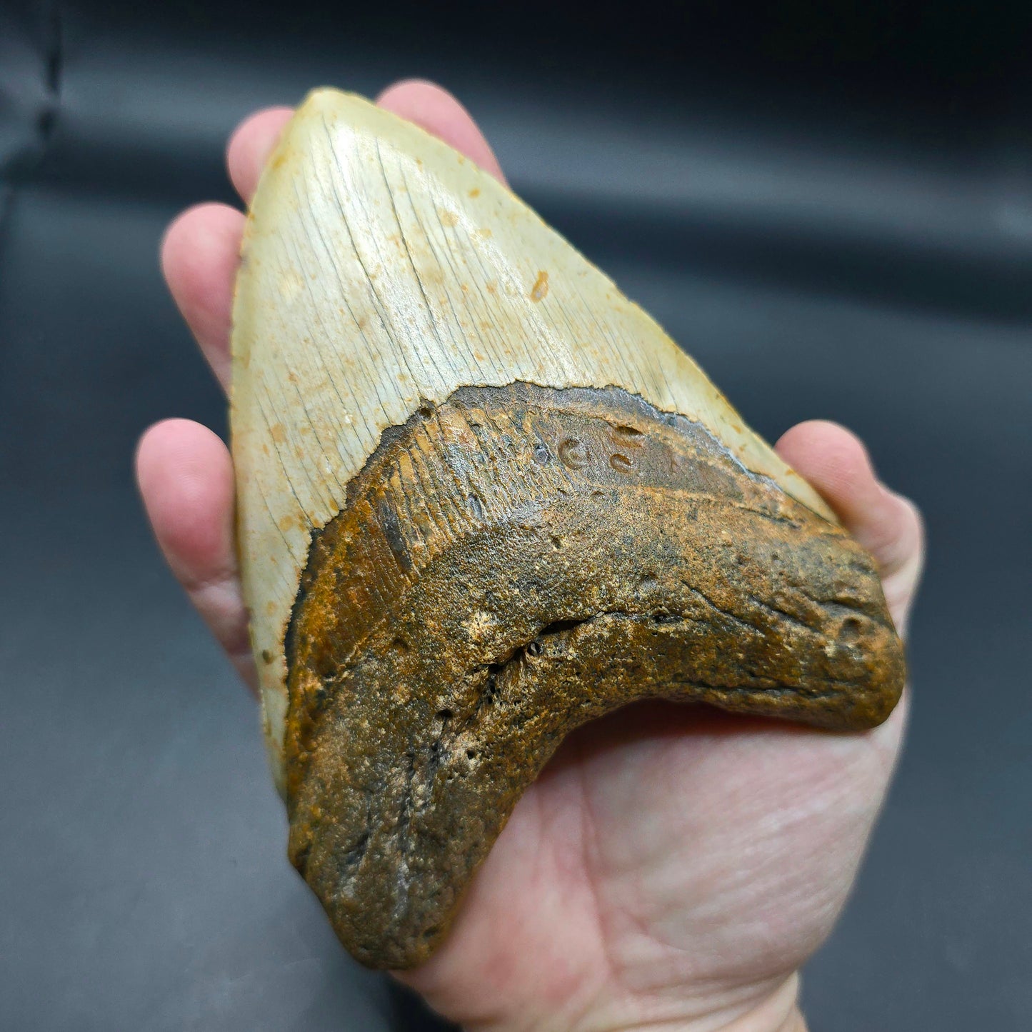 Megalodon tooth from South Carolina