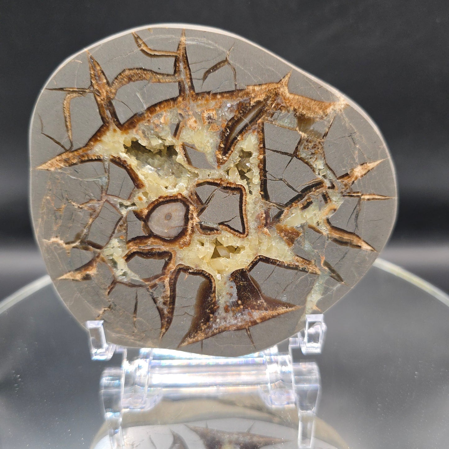 Septarian slab #10
