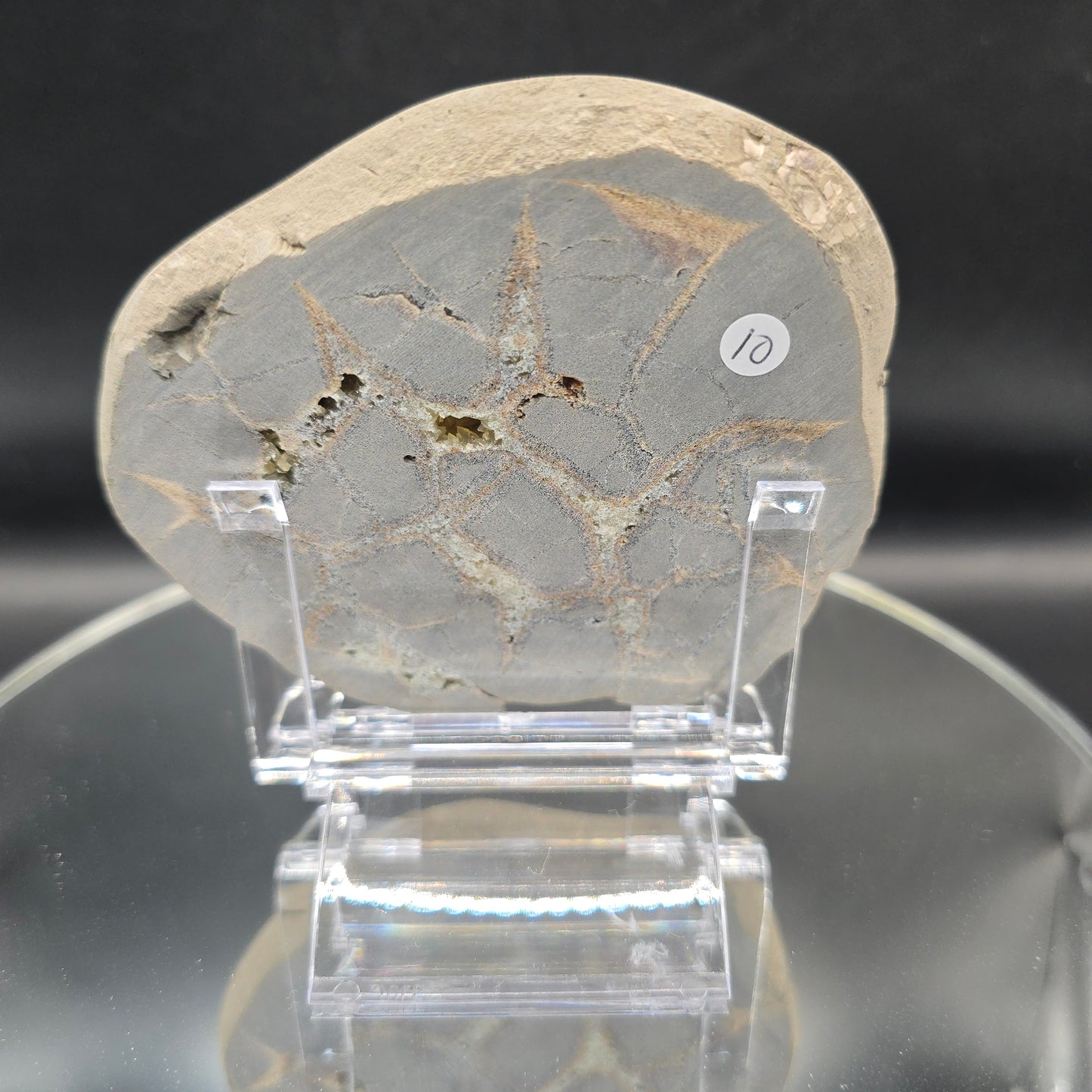 Septarian slab #10