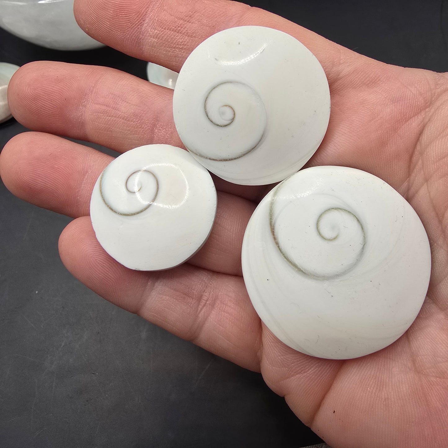 Shiva eye shell