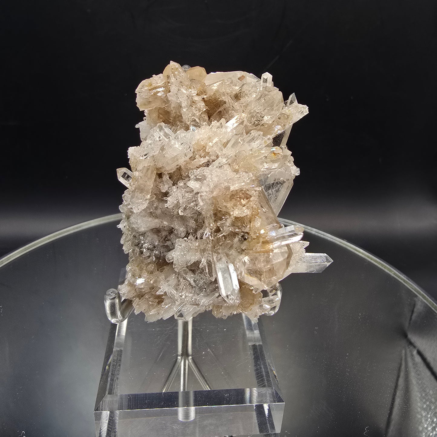 Colombian Pink Lemurian