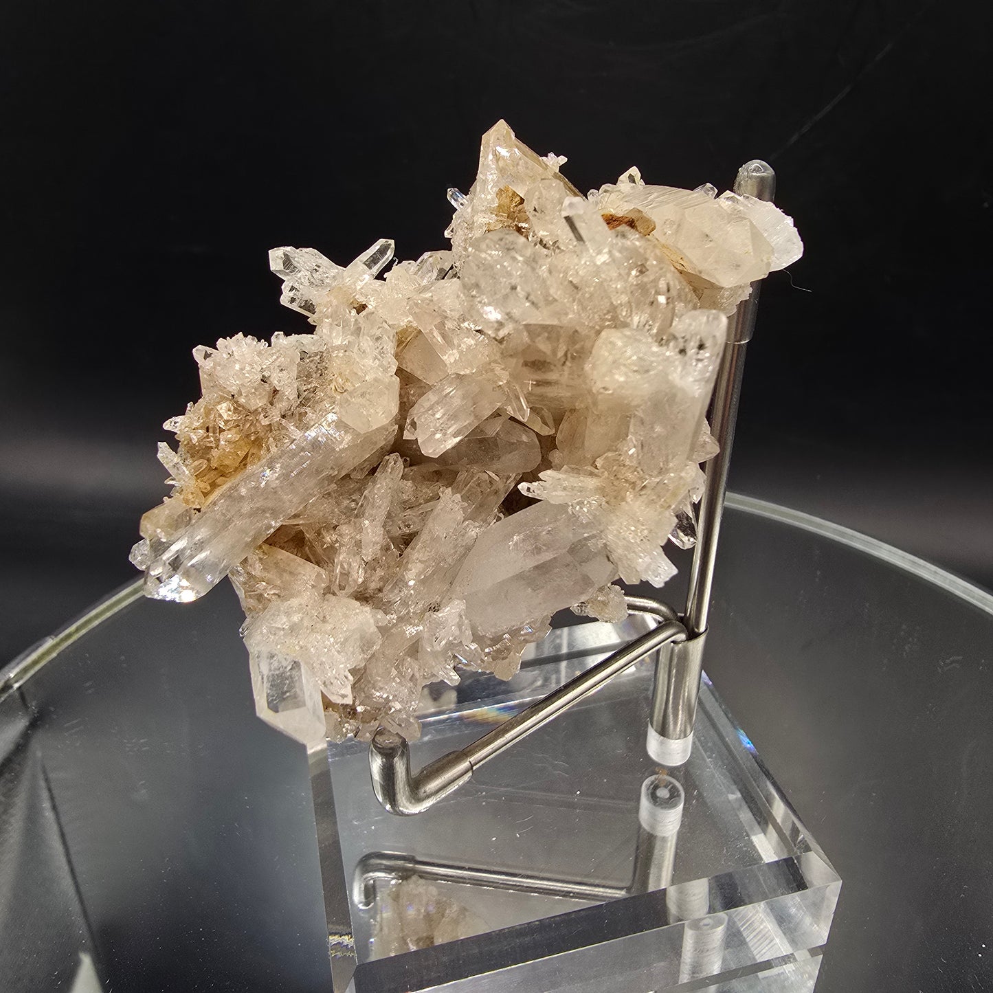 Colombian Pink Lemurian