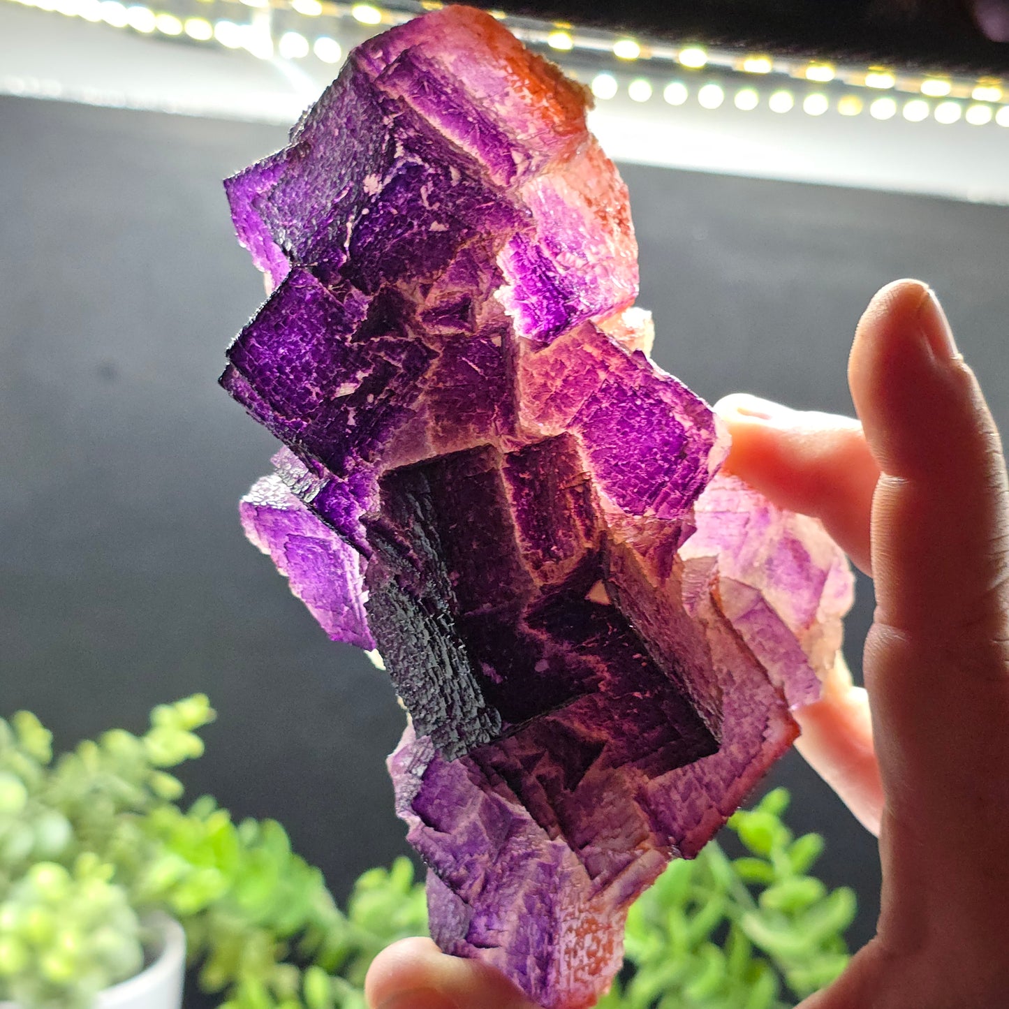 Fluorite El Filo Mine Durango Mexico