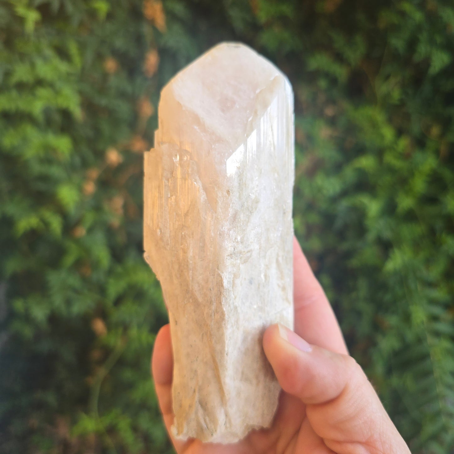 Danburite from Mexico