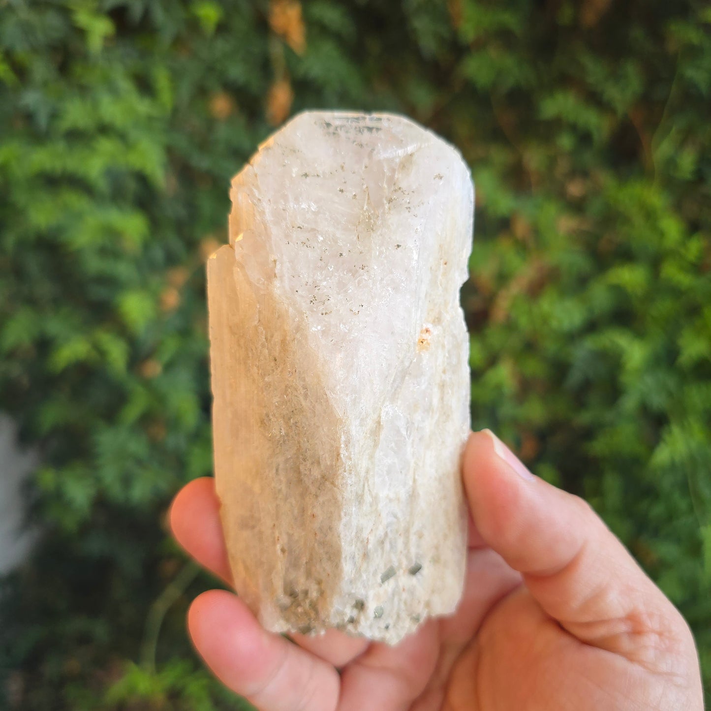 Danburite from Mexico