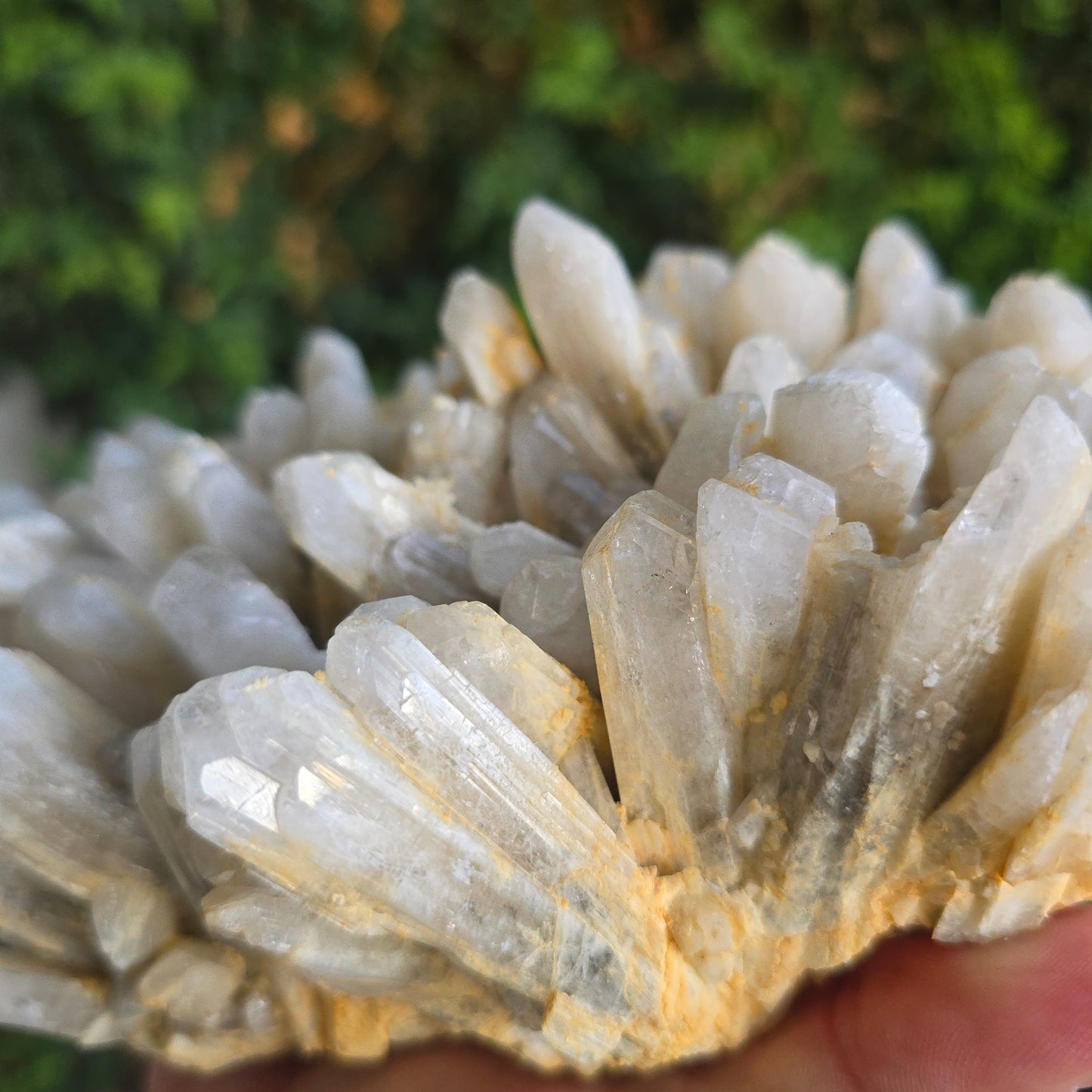 Danburite from Mexico