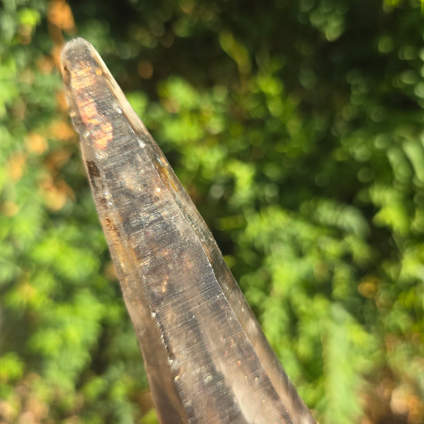 Smoky Mondo quartz Tanzania