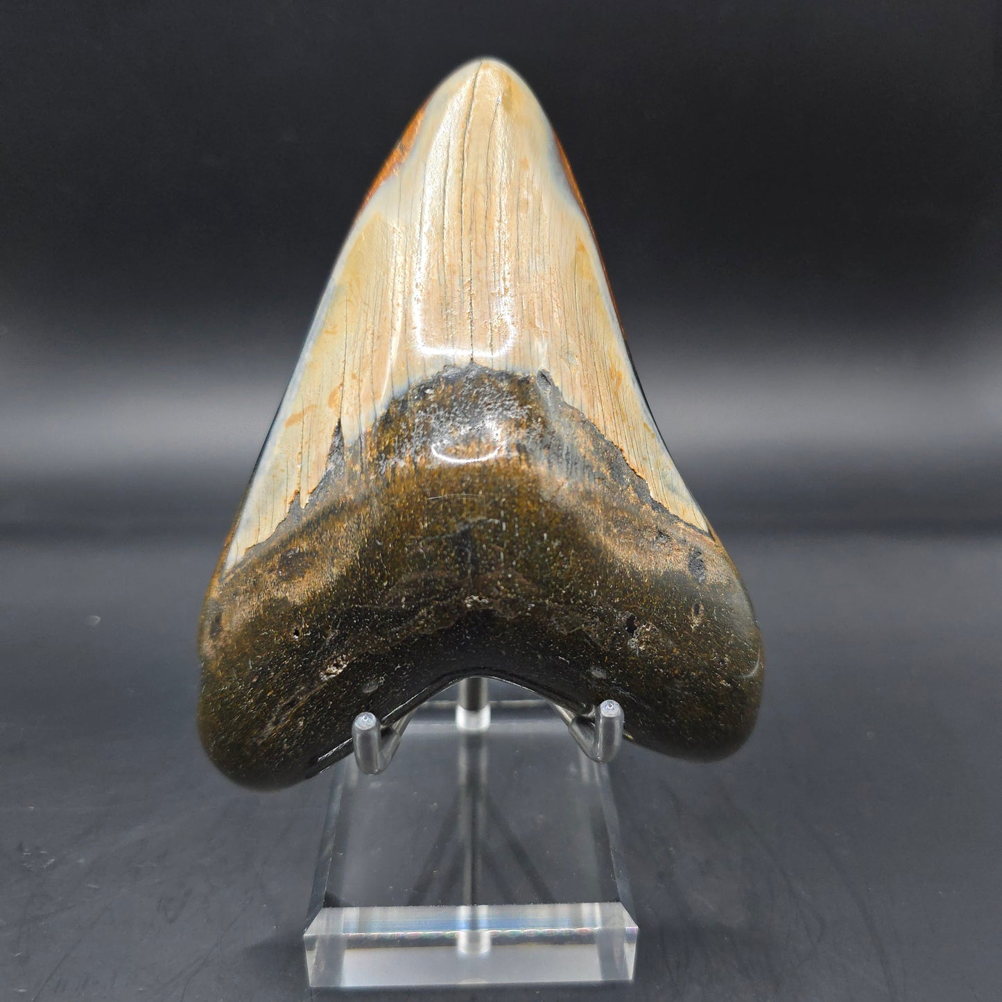 Megalodon tooth from South Carolina
