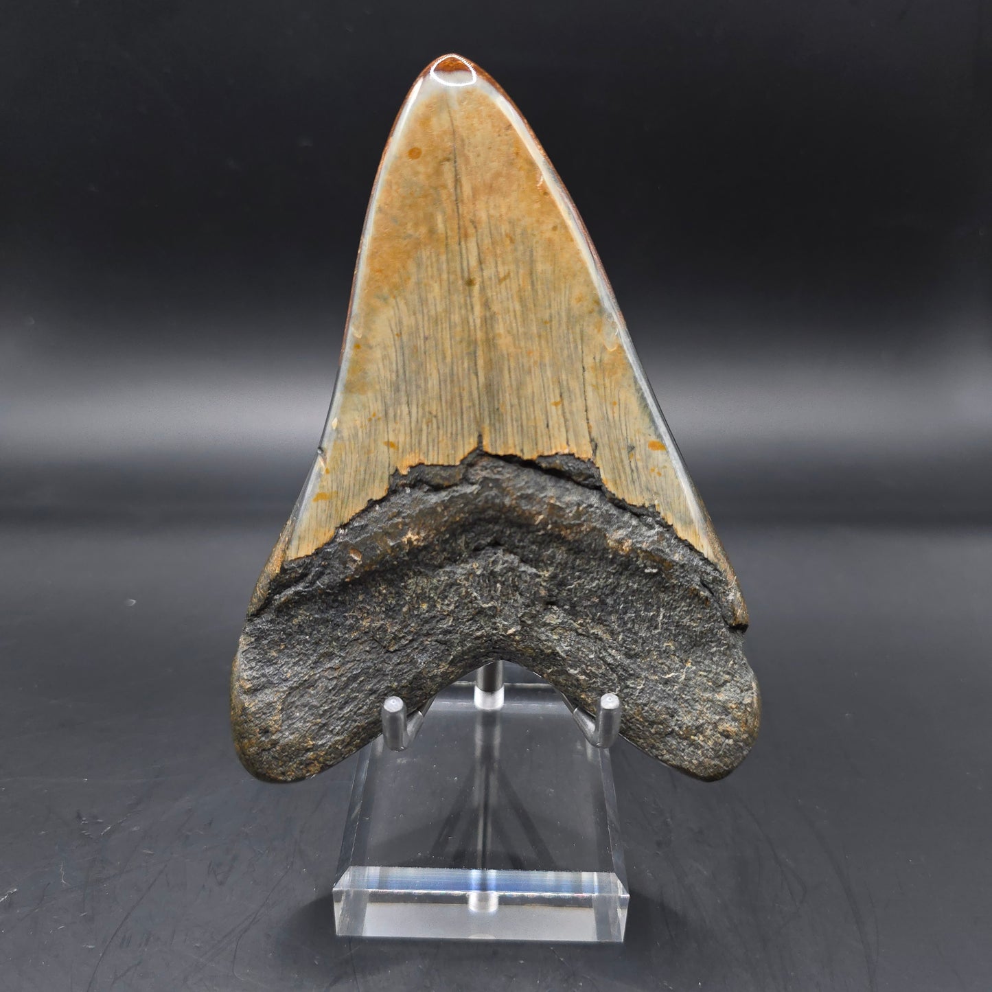 Megalodon tooth from South Carolina