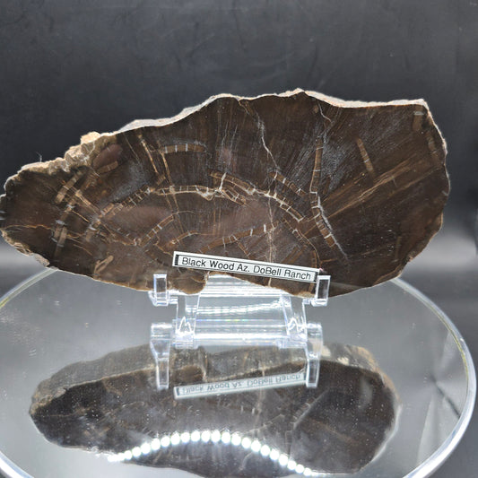 Petrified Wood Arizona