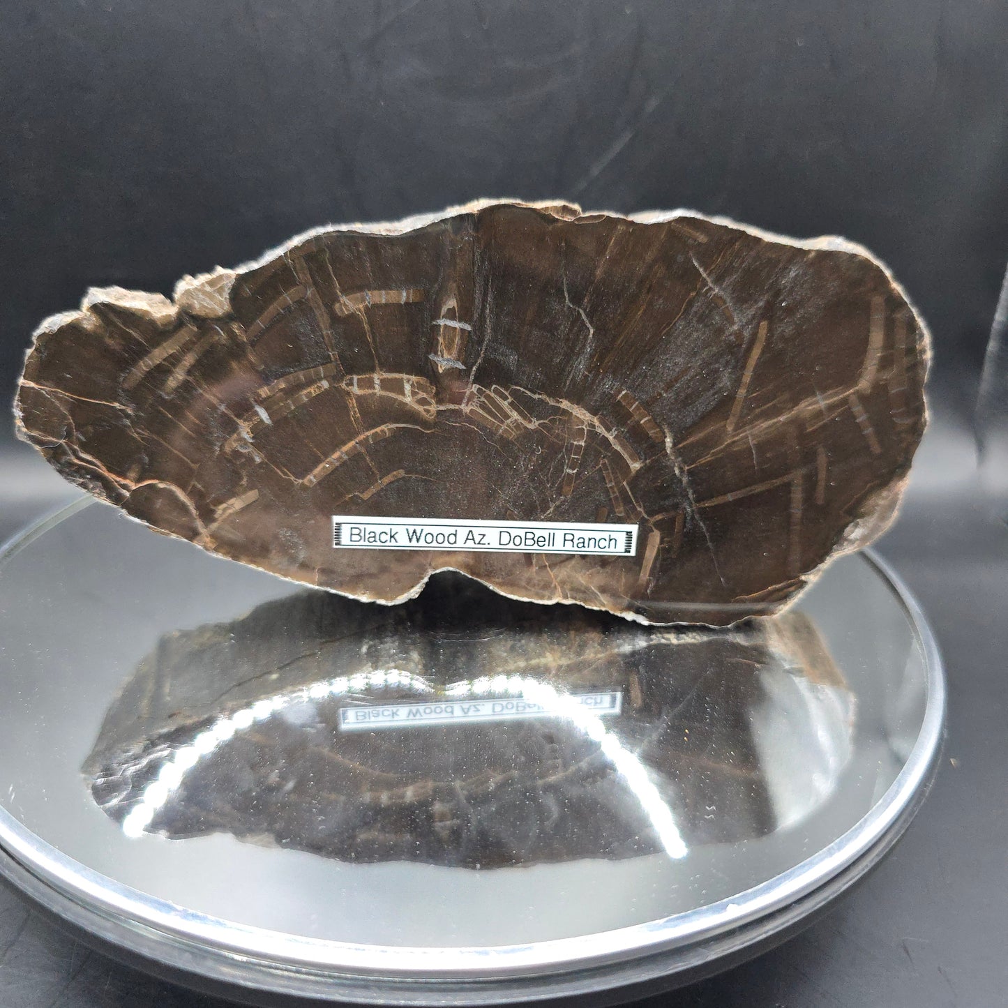 Petrified Wood Arizona