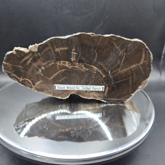 Petrified Wood Arizona
