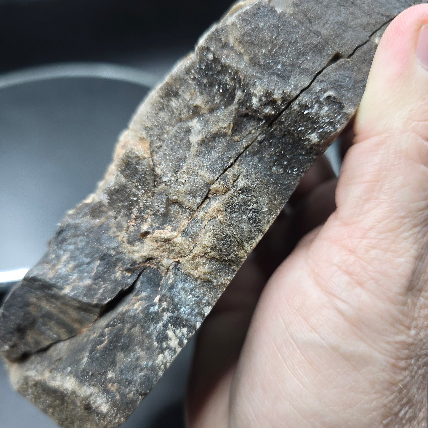 Petrified Wood Arizona