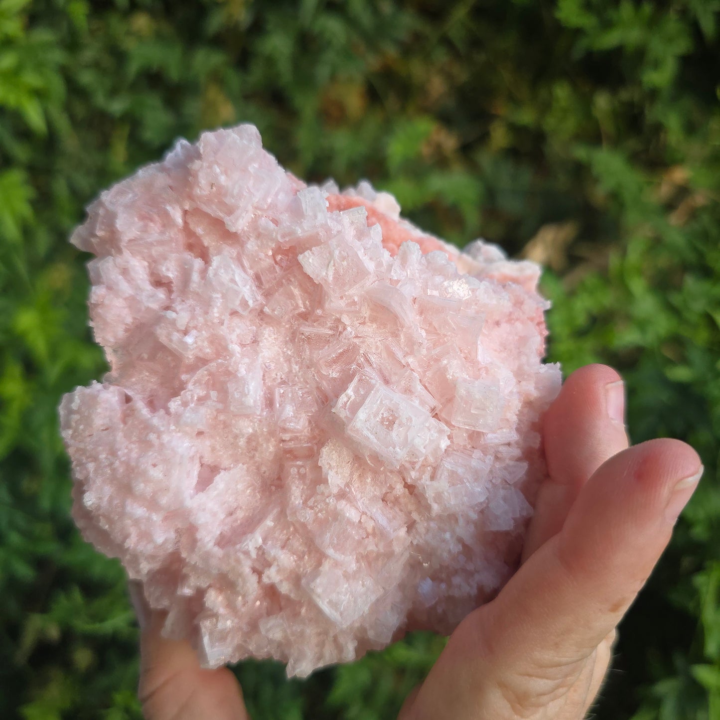 Pink Halite Ca