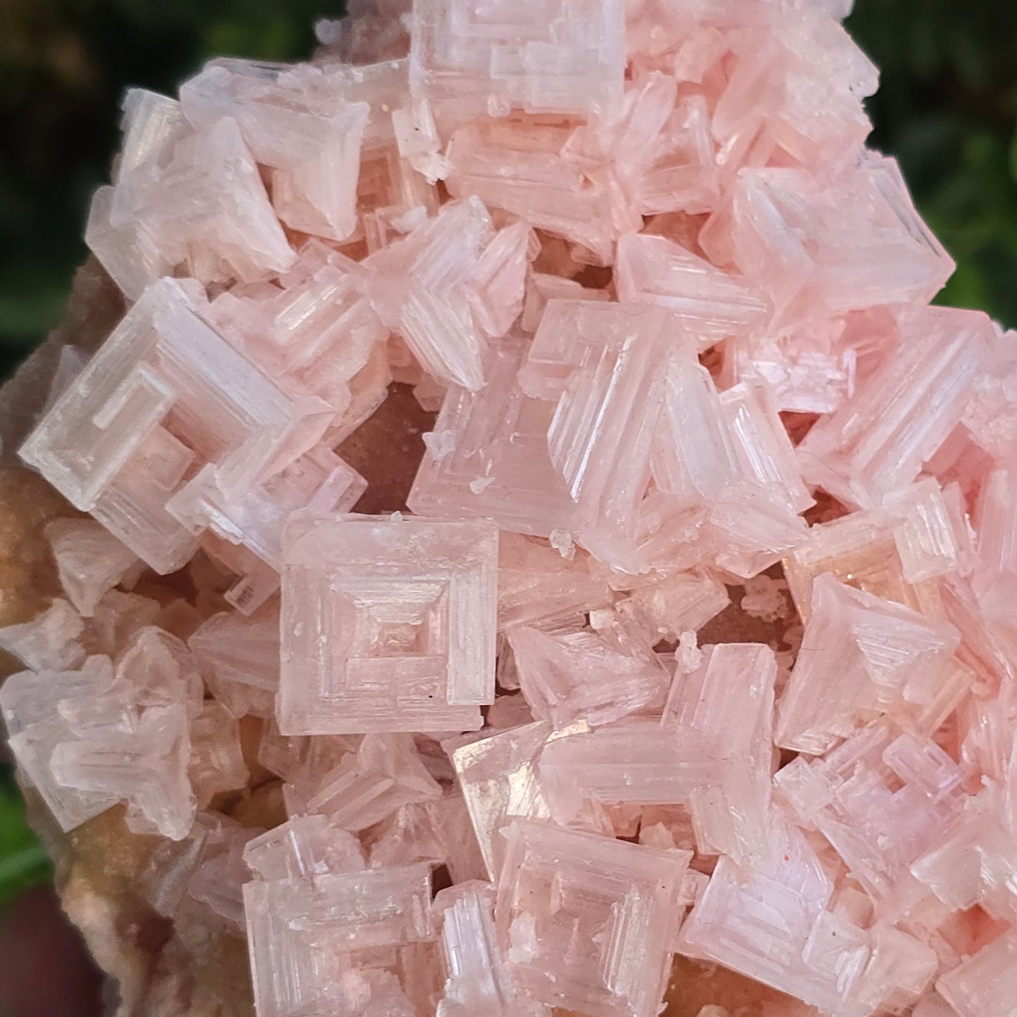 Pink Halite Ca