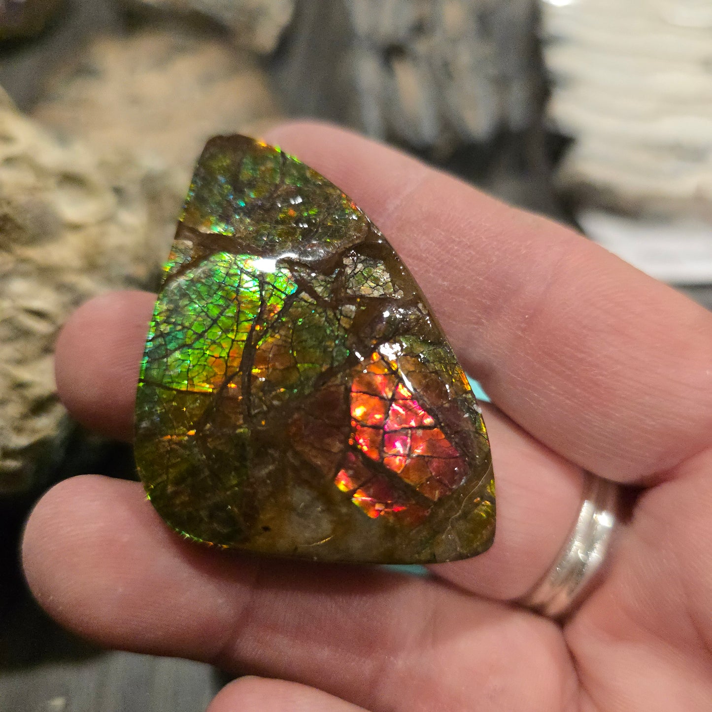 Ammolite from Canada