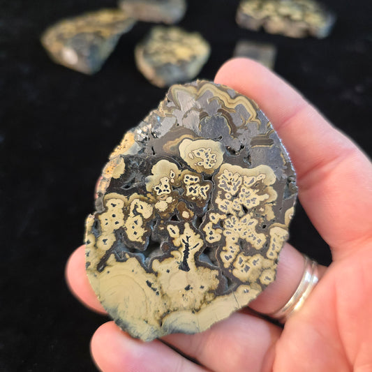 Schalenblende Poland