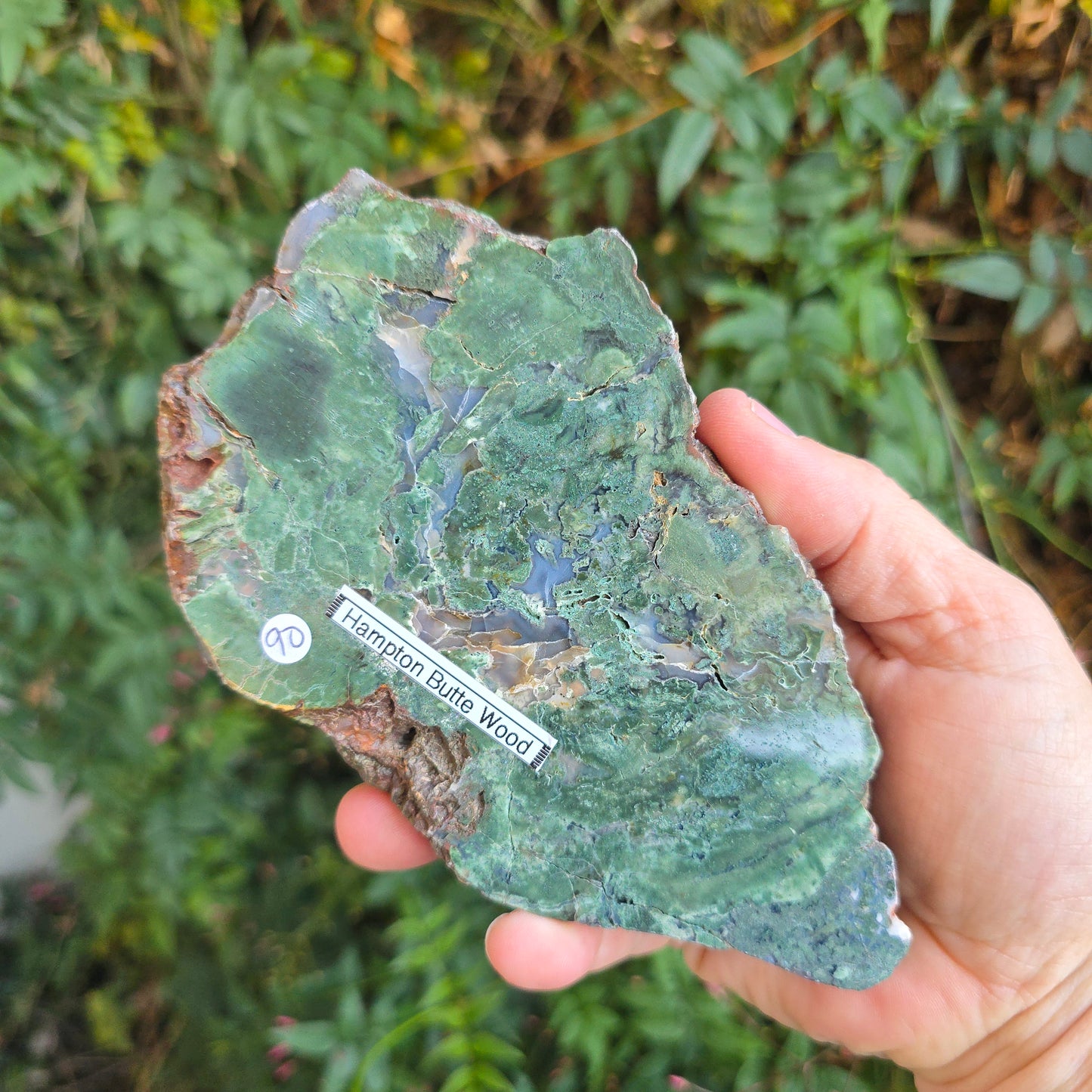 Hampton Butte Petrified Wood