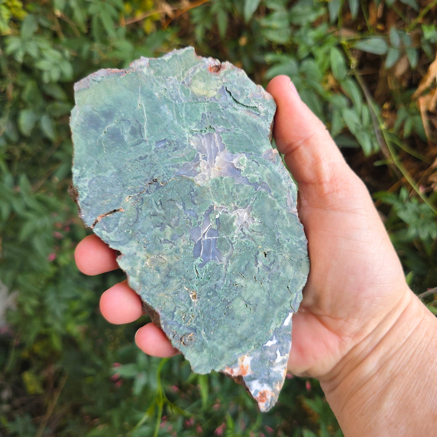 Hampton Butte Petrified Wood