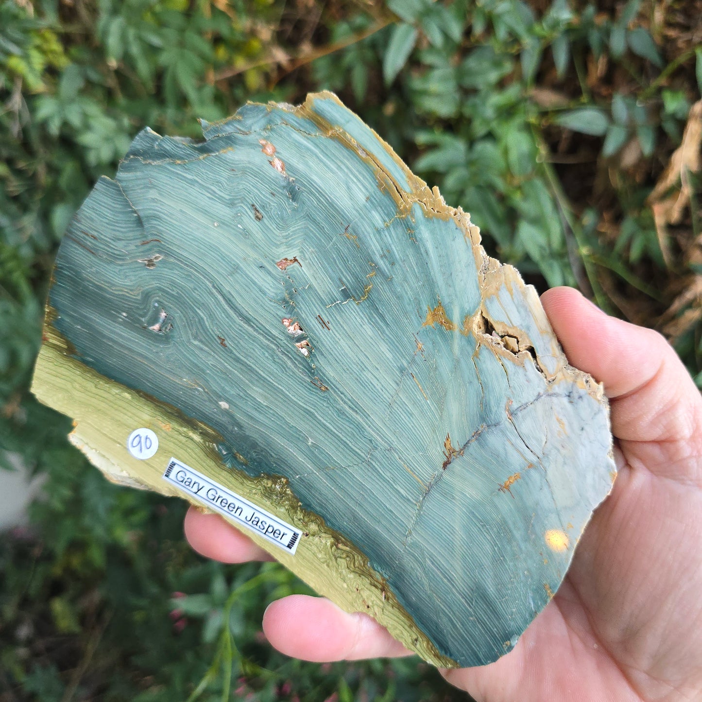 Gary Green Jasper petrified wood