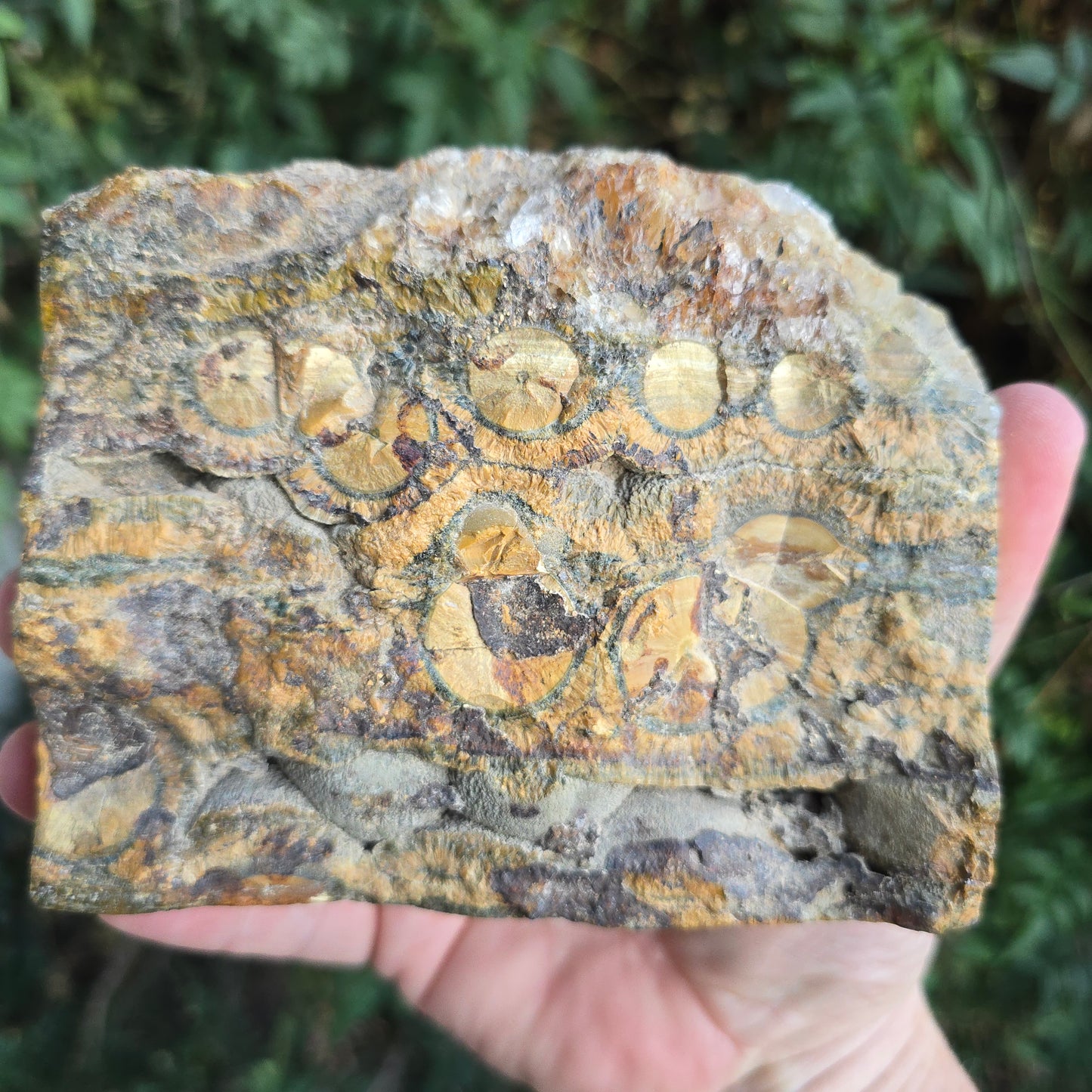 Kambaby Ocean Jasper freeform