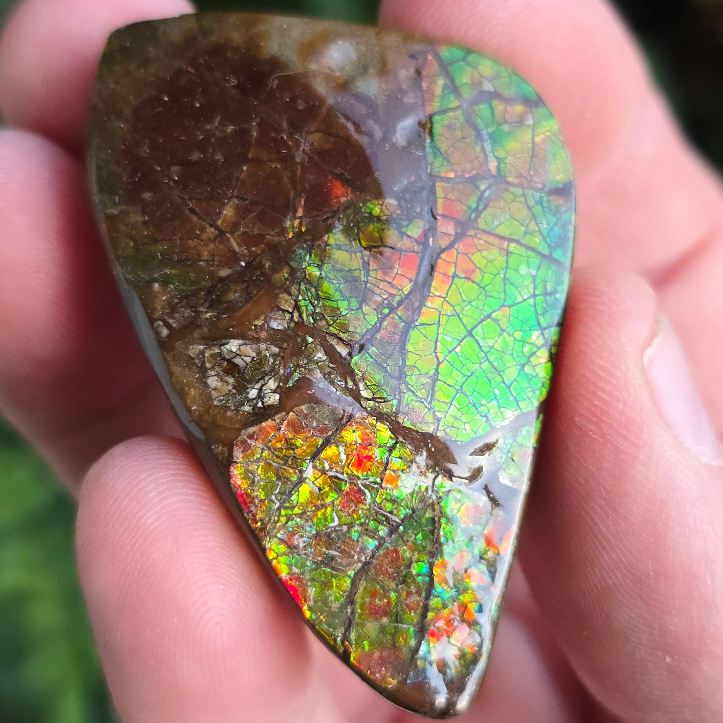 Ammolite Canada
