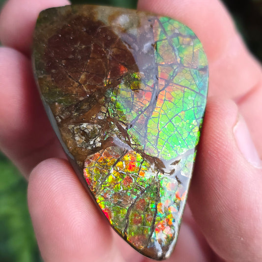 Ammolite Canada