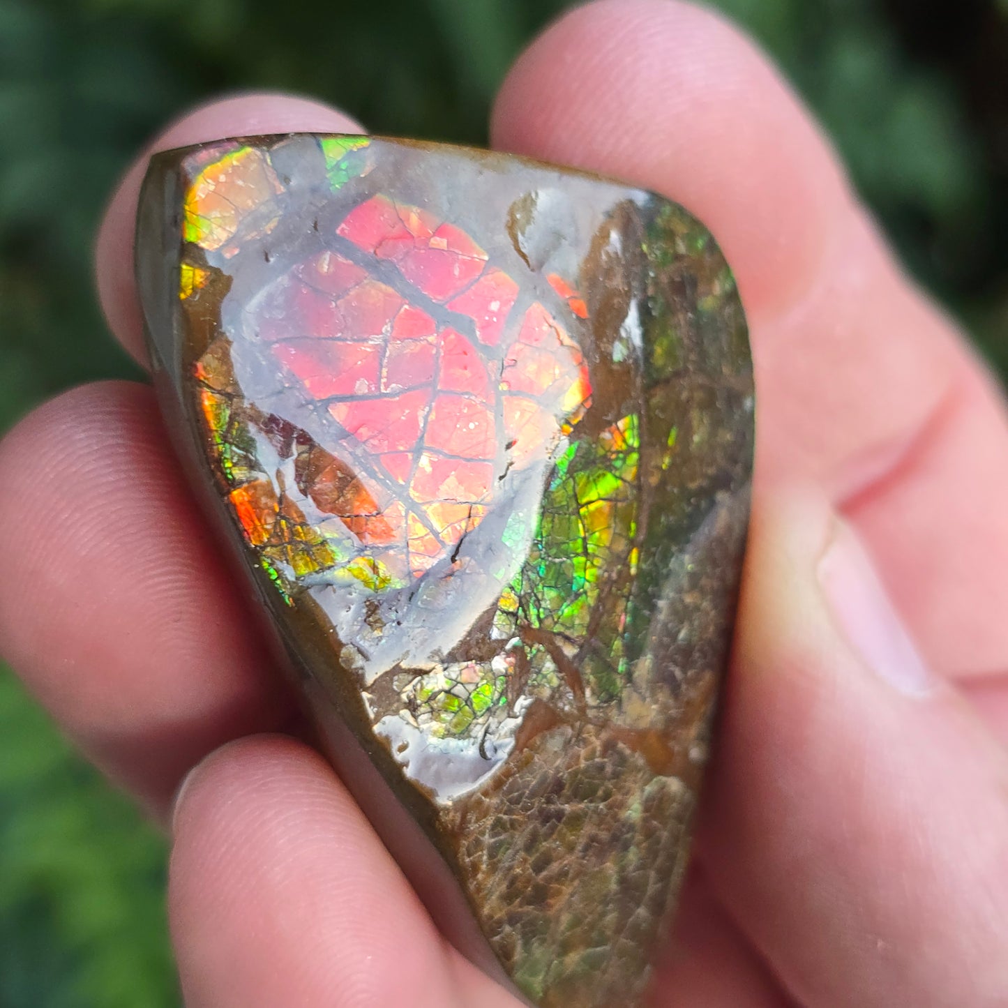Ammolite Canada