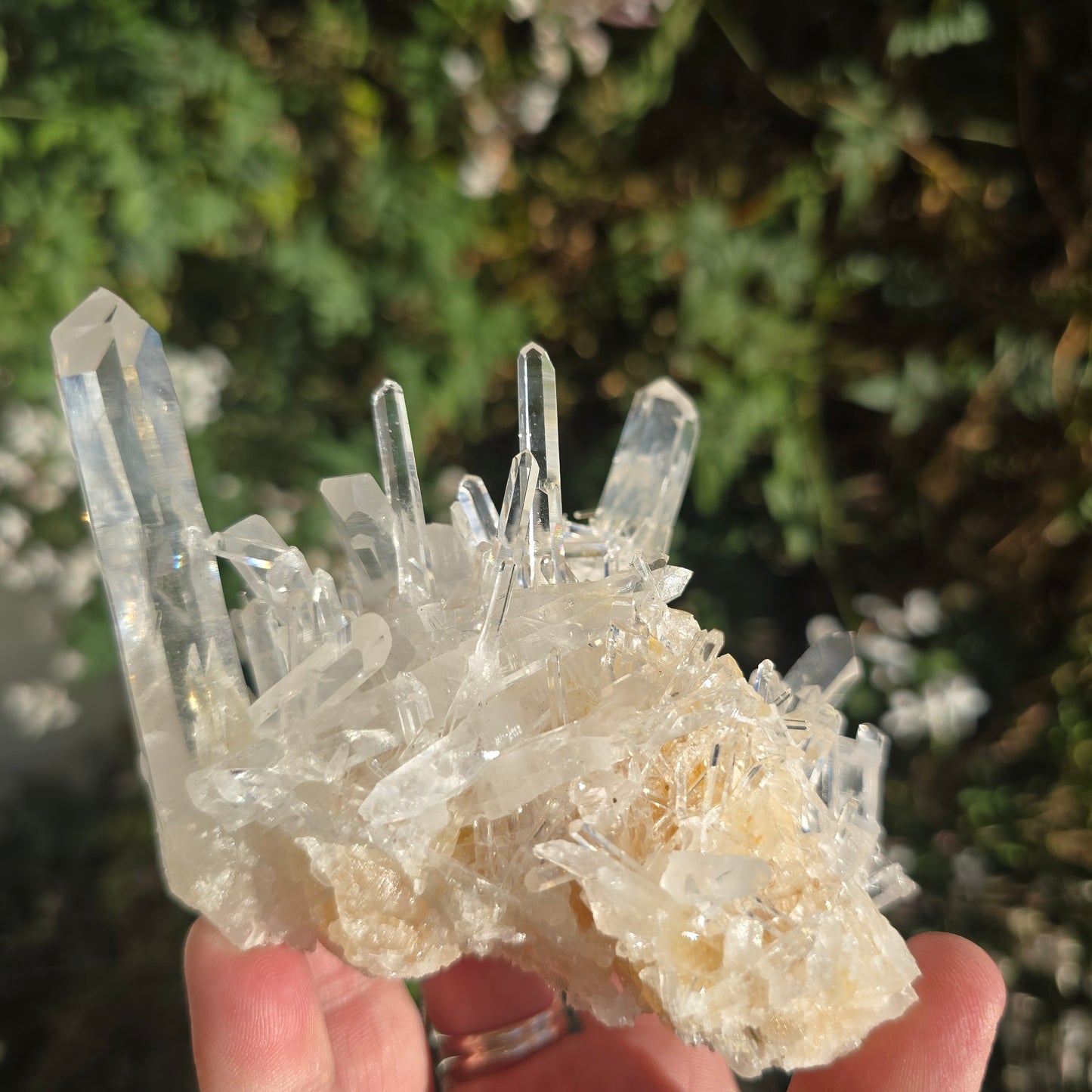 Colombian Lemurian Quartz