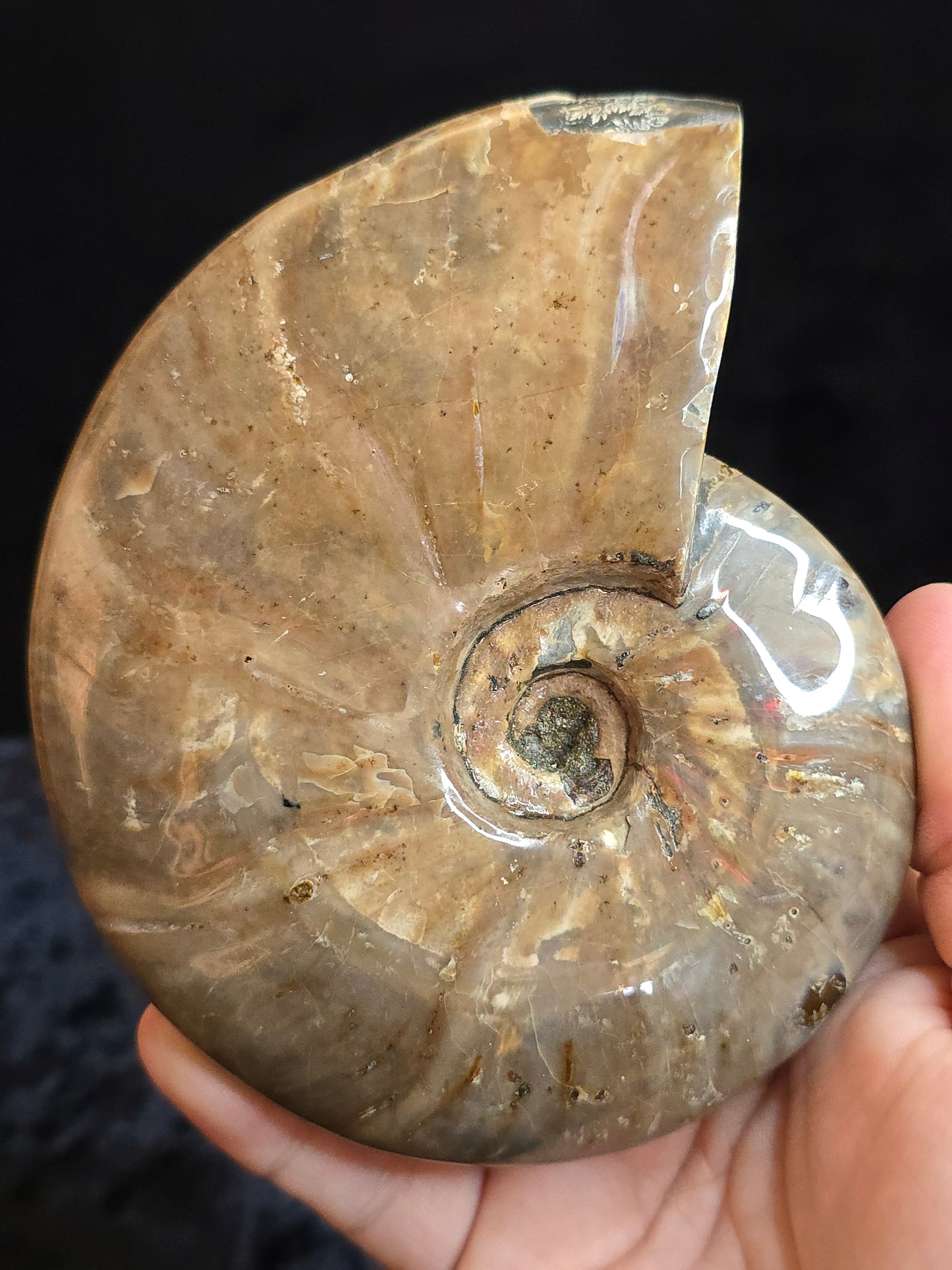 Ammonite Madagascar
