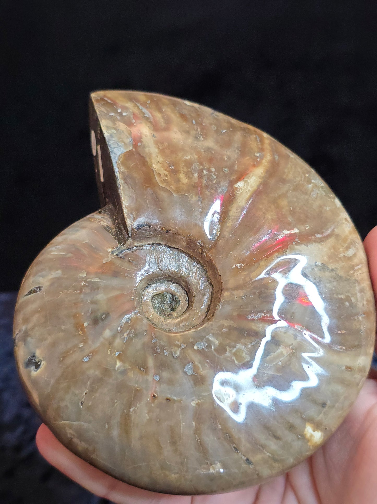 Ammonite Madagascar