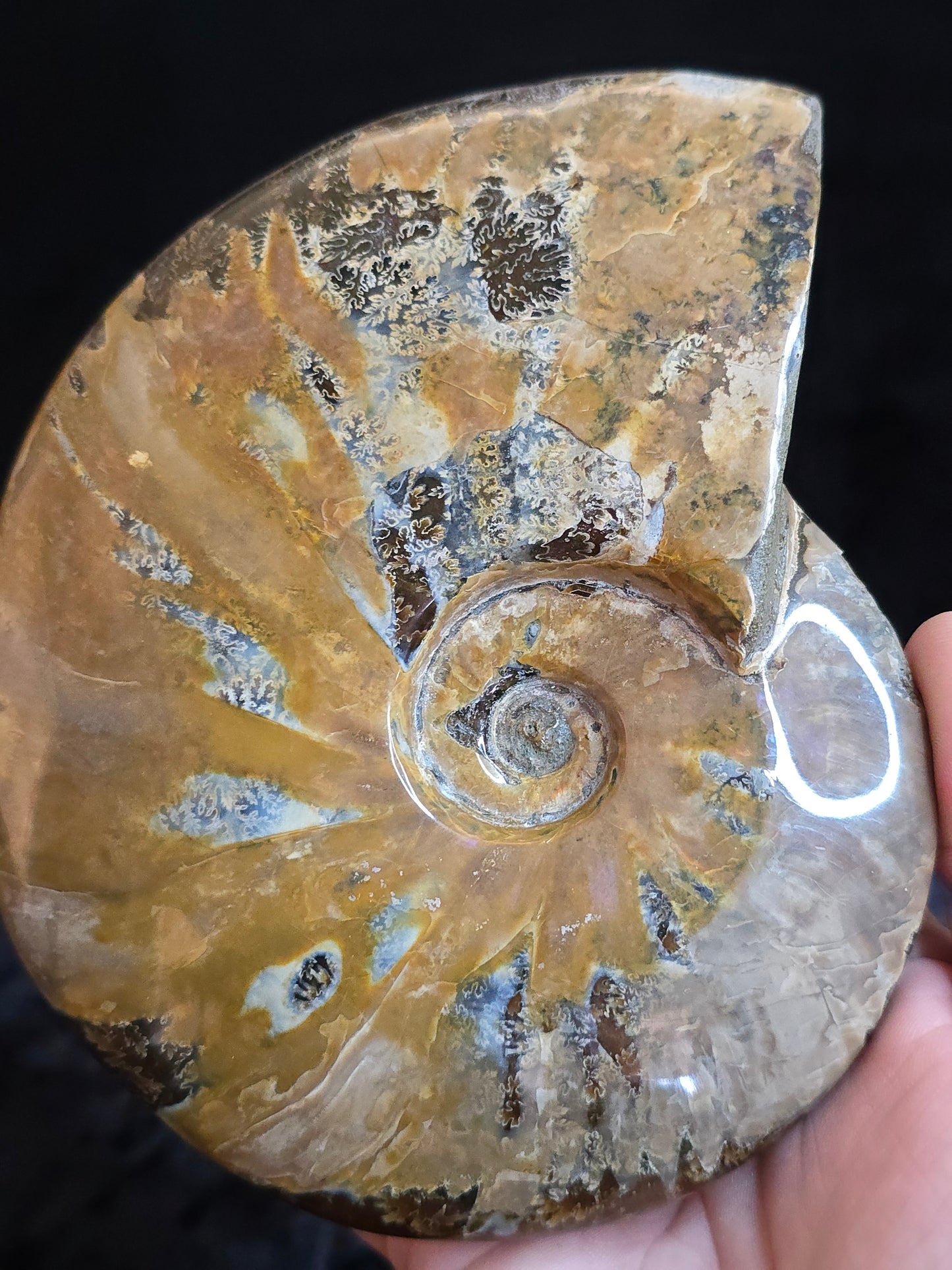 Ammonite Madagascar