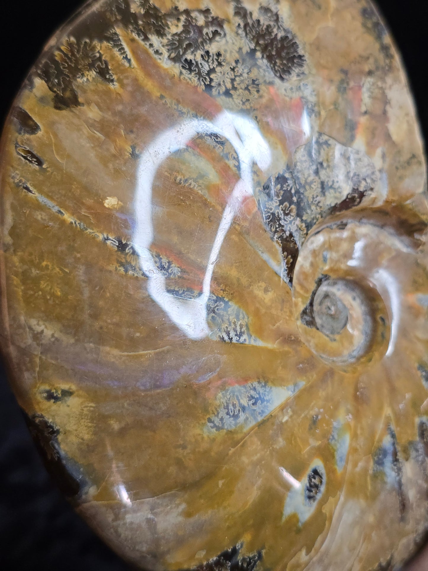 Ammonite Madagascar