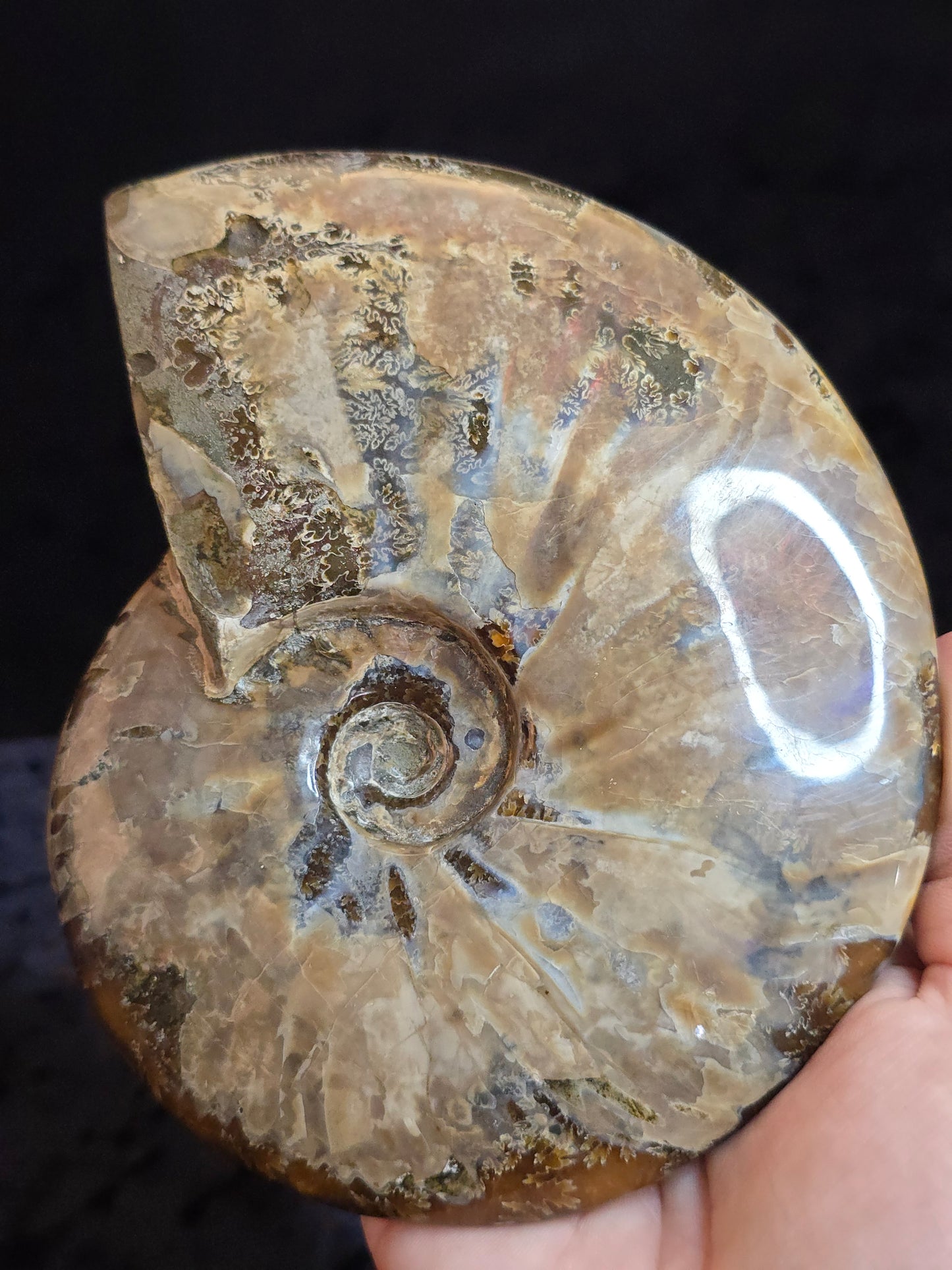 Ammonite Madagascar