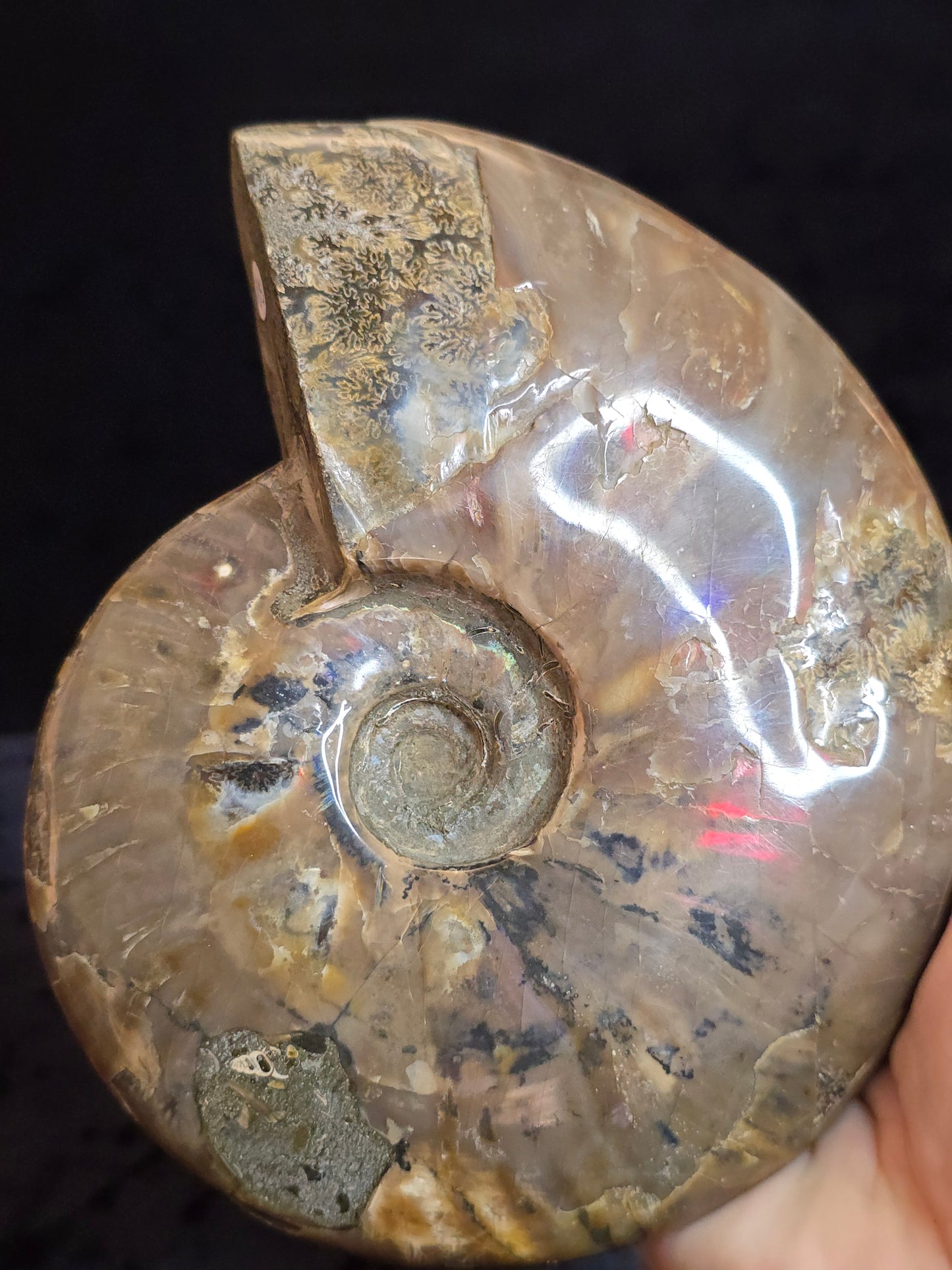 Ammonite from Madagascar