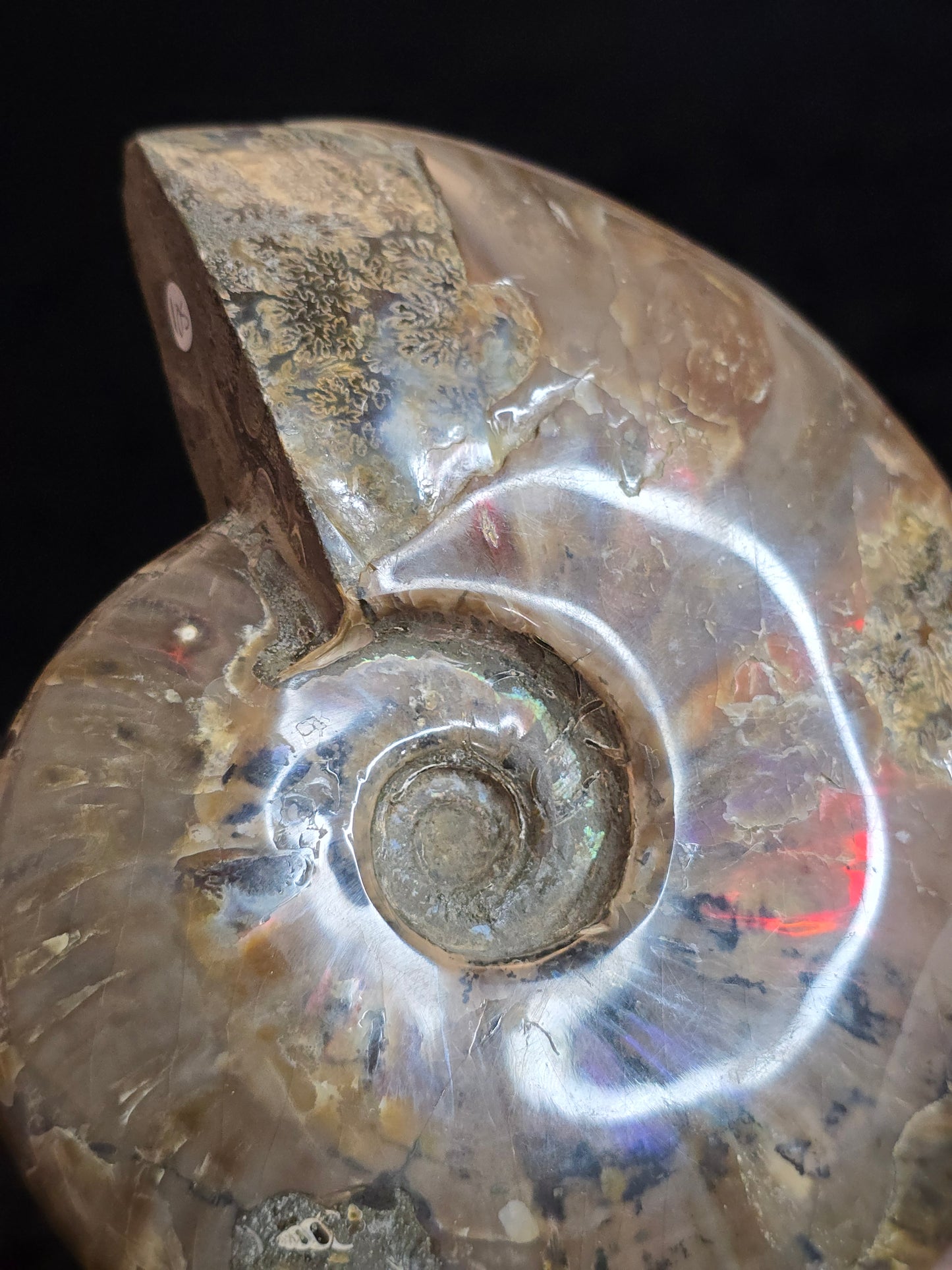 Ammonite from Madagascar
