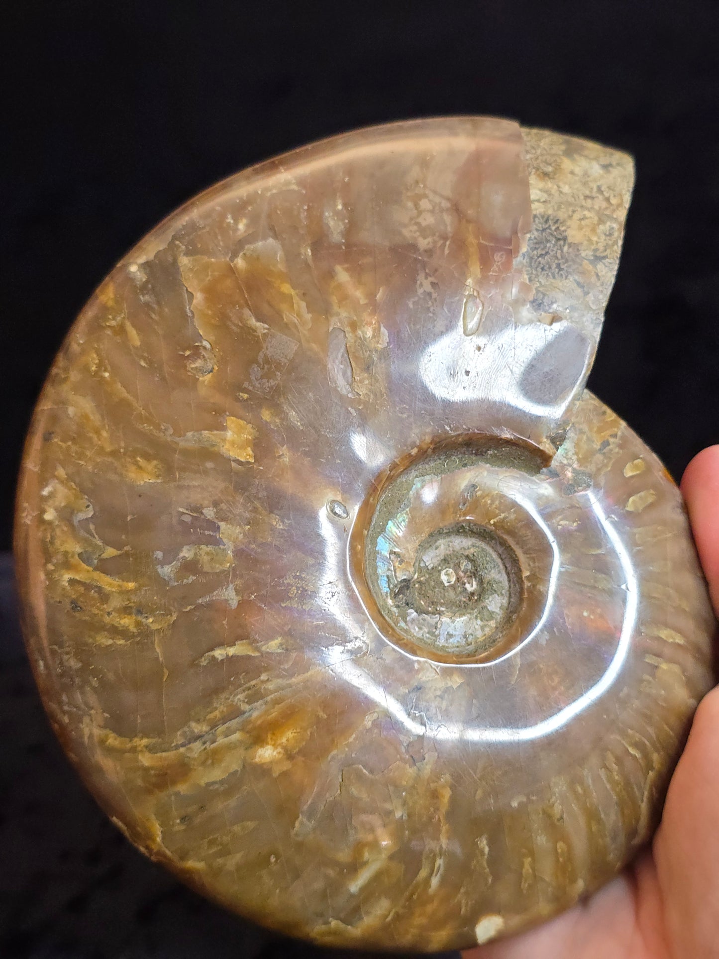 Ammonite from Madagascar