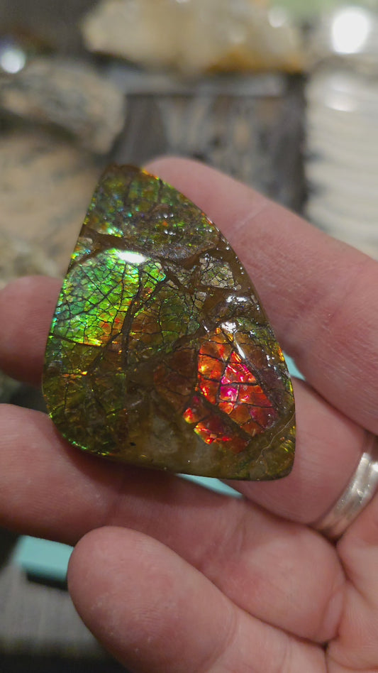 Ammolite from Canada