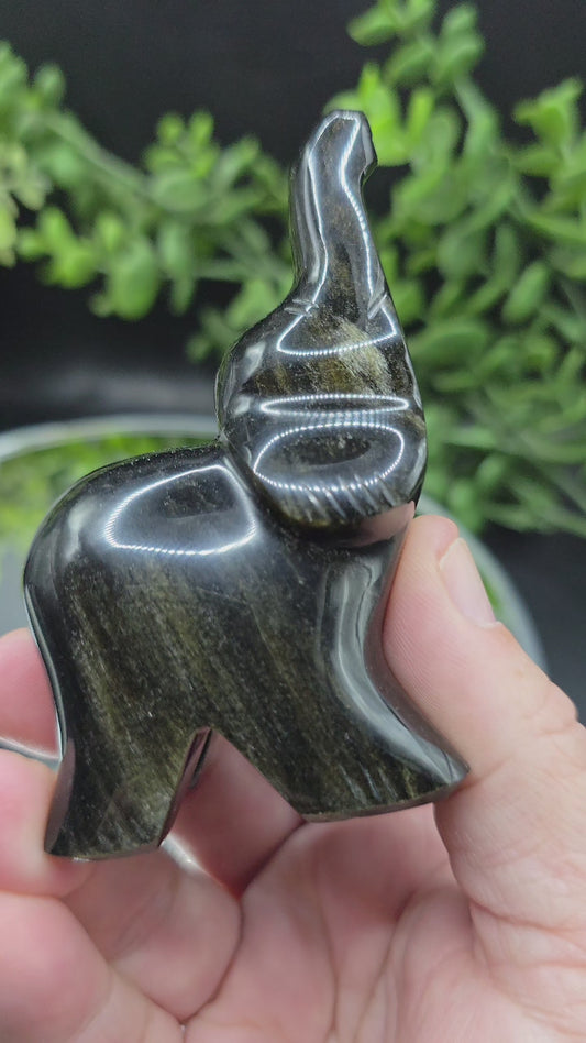Obsidian Elephant Mexico